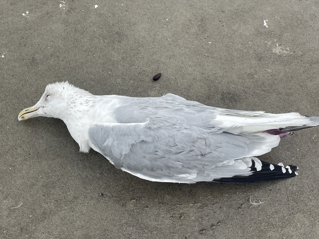 Herring Gull from Pigeon Bay, Kingsville, ON, CA on December 31, 2023