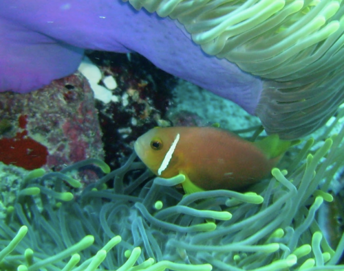 Blackfin Anemonefish — seen at this dive site