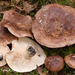 Tricholoma mcneilii - Photo (c) Renée Lebeuf, all rights reserved