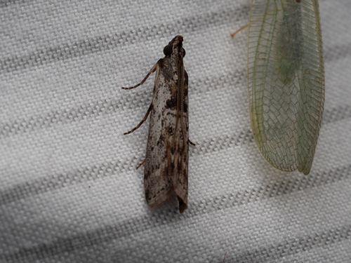 Genophantis iodora