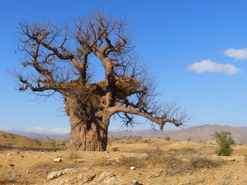 African baobab
