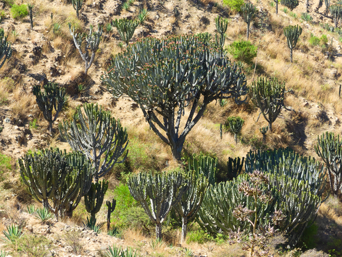 desert candle