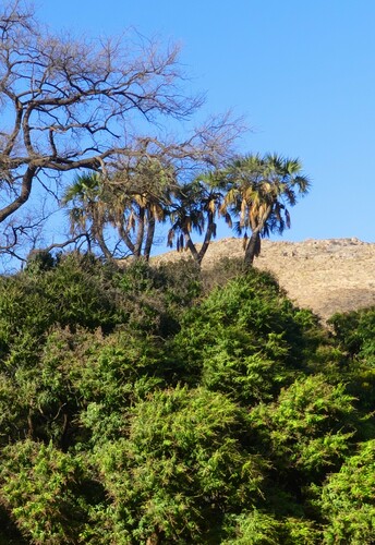 doum palm