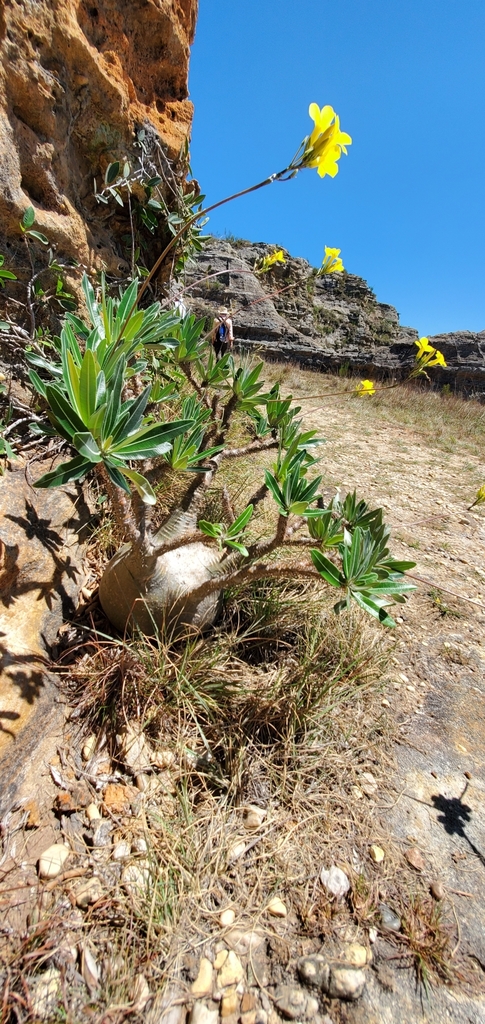 Medicom Toy x BOTANIZE VCD Pachypodium Gracilius Var. AUTUMN