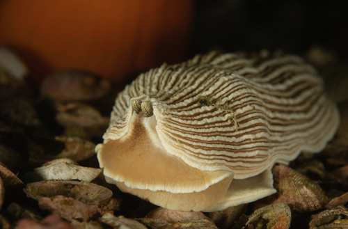 Striped Nudibranch