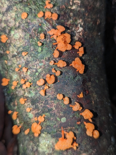 orange poreconch