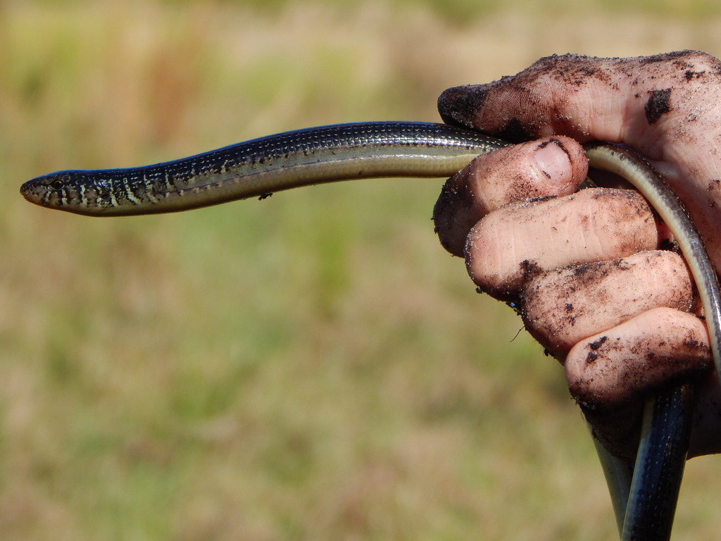 Eastern Glass Lizard in December 2023 by Eoghan Irwin. One of the ...