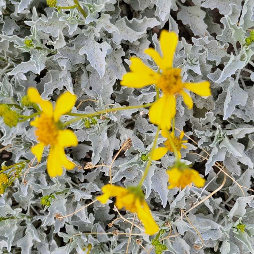 Brittlebush from 681170038, Palm Springs, CA 92264, USA on December 31