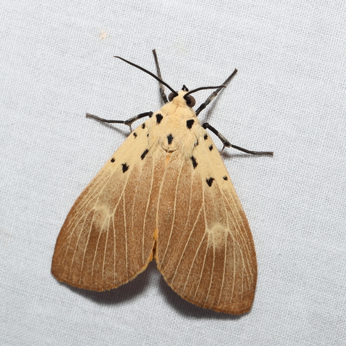 Asota iodamia Herrich-Schäffer