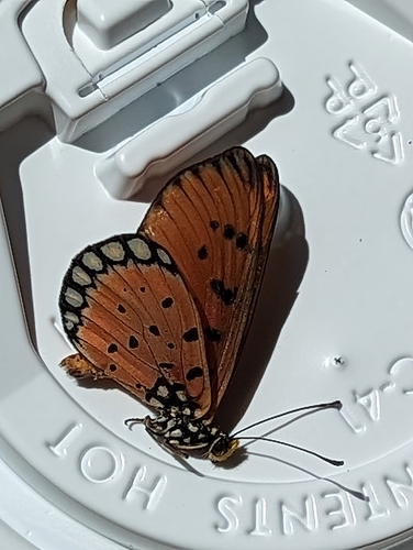 Tawny Coster