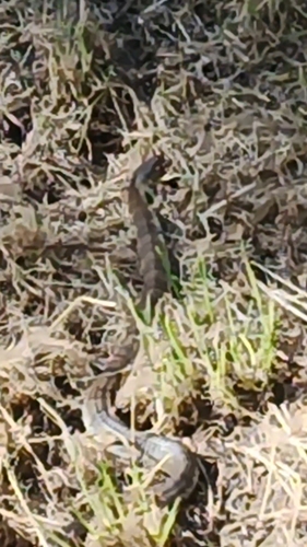 Tiger Snake sighting