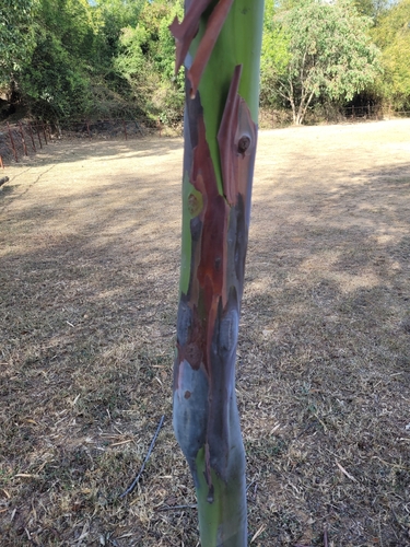 Eucalyptus deglupta - Leaves