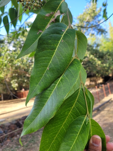 Eucalyptus deglupta - Whole tree