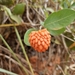 Annona cornifolia - Photo (c) Roziane Chaves, כל הזכויות שמורות, הועלה על ידי Roziane Chaves