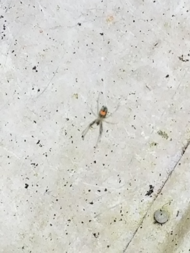 Orchard Spiders and Allies from Valdosta, GA 31601, USA on April 08