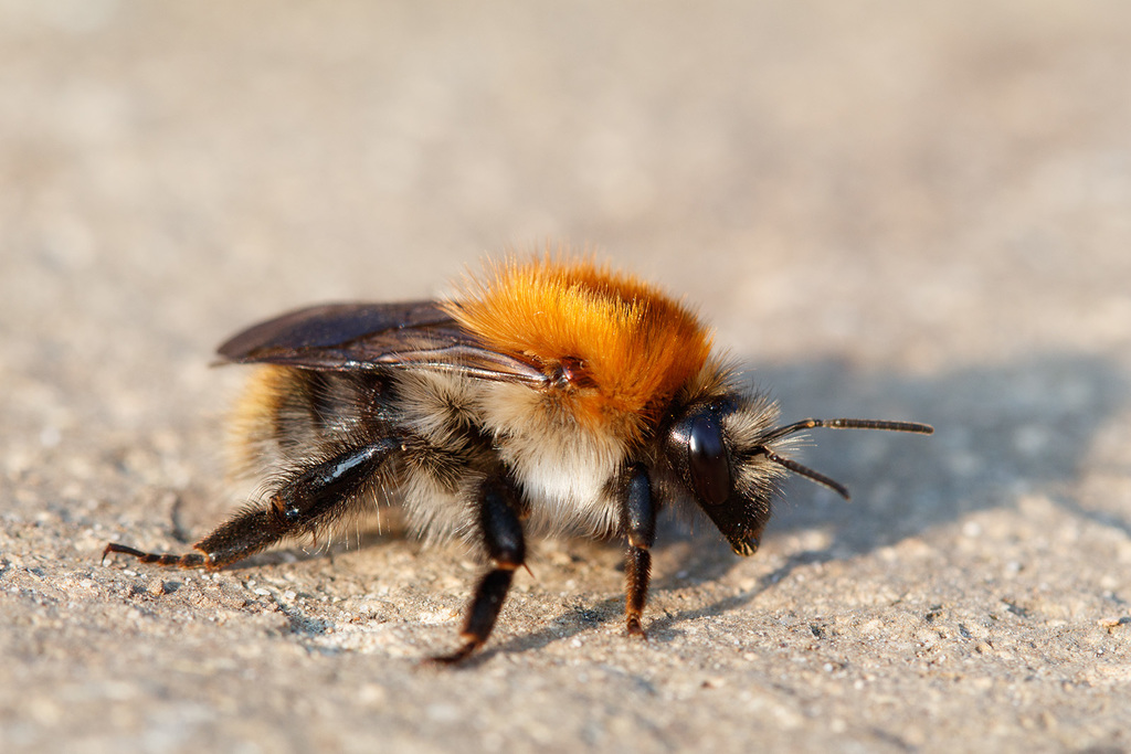 Common carder bee