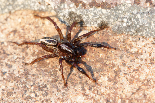 Alopecosa cuneata