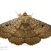 Northern Wattle Moth - Photo (c) Neil Fitzgerald, all rights reserved, uploaded by Neil Fitzgerald
