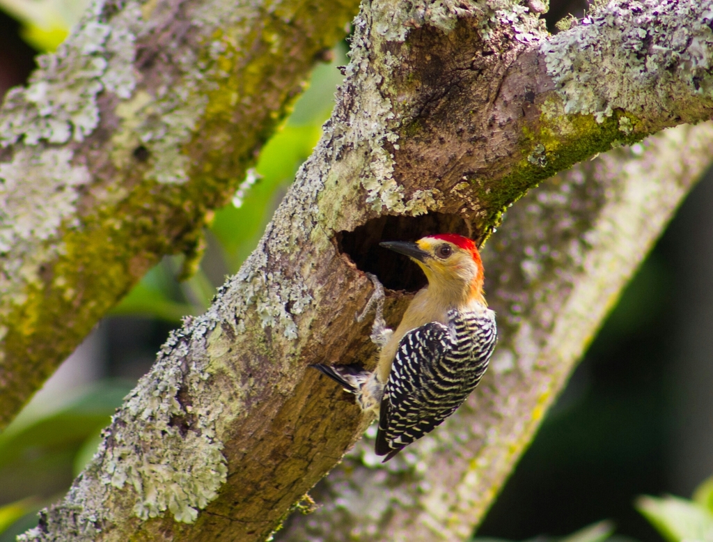 Red-crowned Woodpecker from Sabaneta, Antioquia, Colombia on January 03 ...