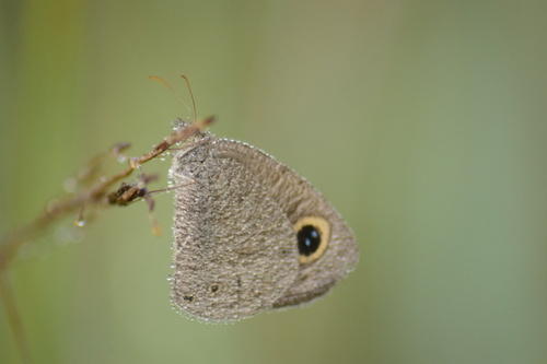 Granular Ringlet