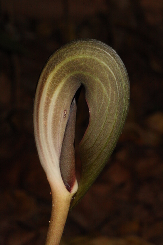 Dracontioides desciscens