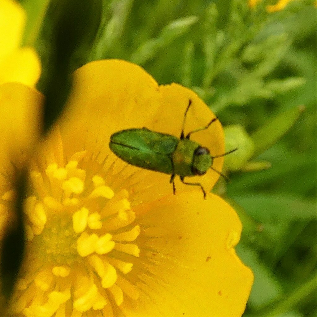 Anthaxia nitidula from 34587 Felsberg, Deutschland on June 7, 2021 at