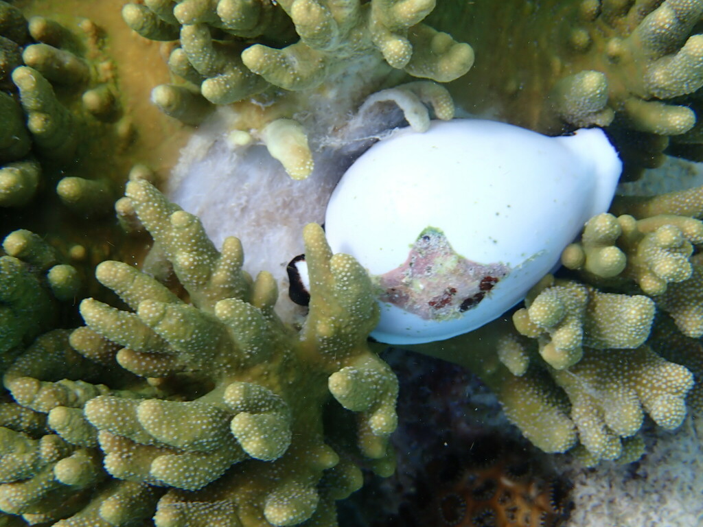 Common Egg Cowry from Mataking Island, Sabah, Malaysia on December 21 ...