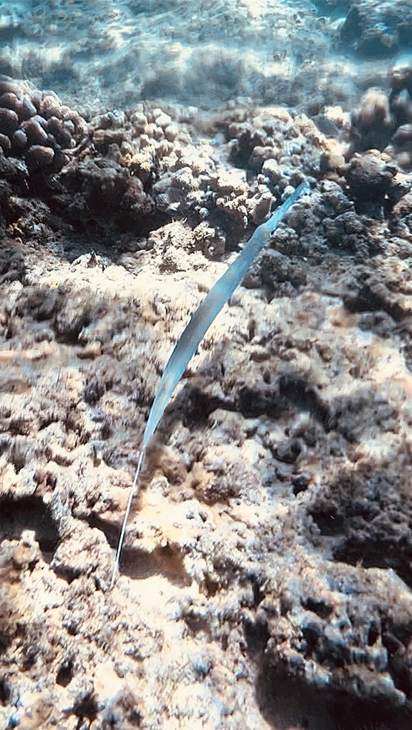 Bluespotted from Kapalua Bay, Kapalua, HI, US on December 31
