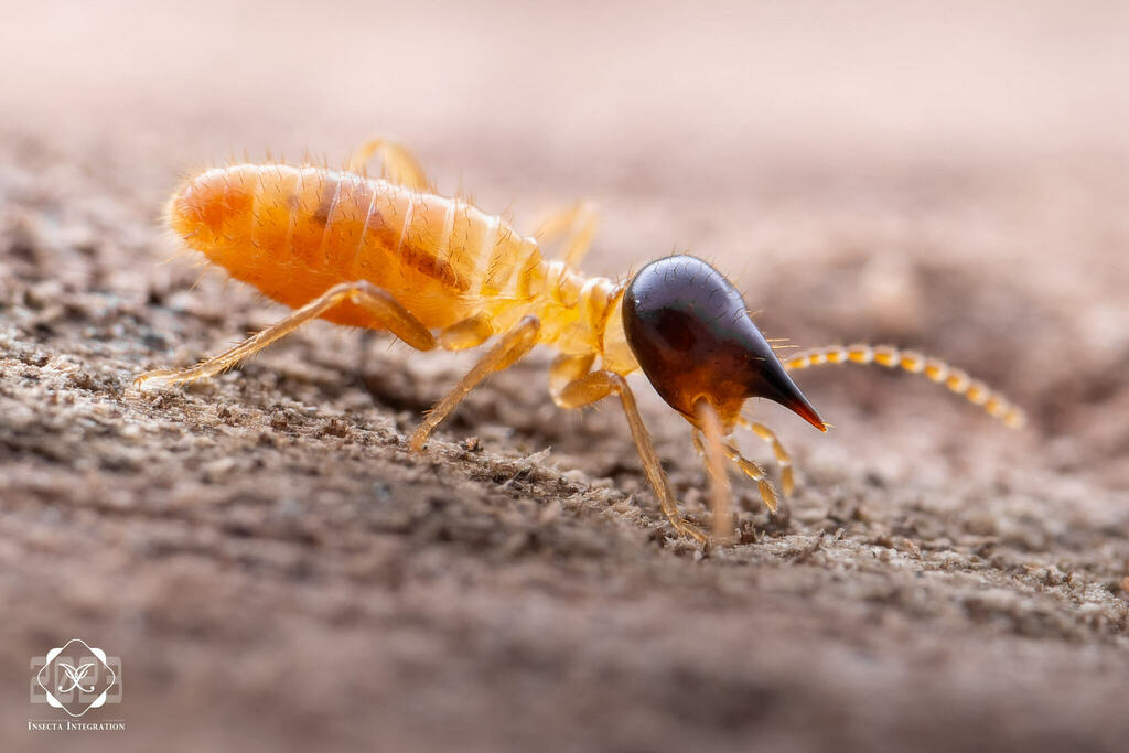 Conehead Termites from 墨西哥金塔纳罗奥普拉亚德尔卡曼 on December 21, 2023 at 01:26 PM ...