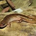 Black Mountain Salamander - Photo (c) Cade, all rights reserved, uploaded by Cade