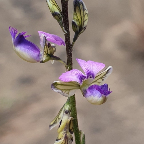 Polygala producta