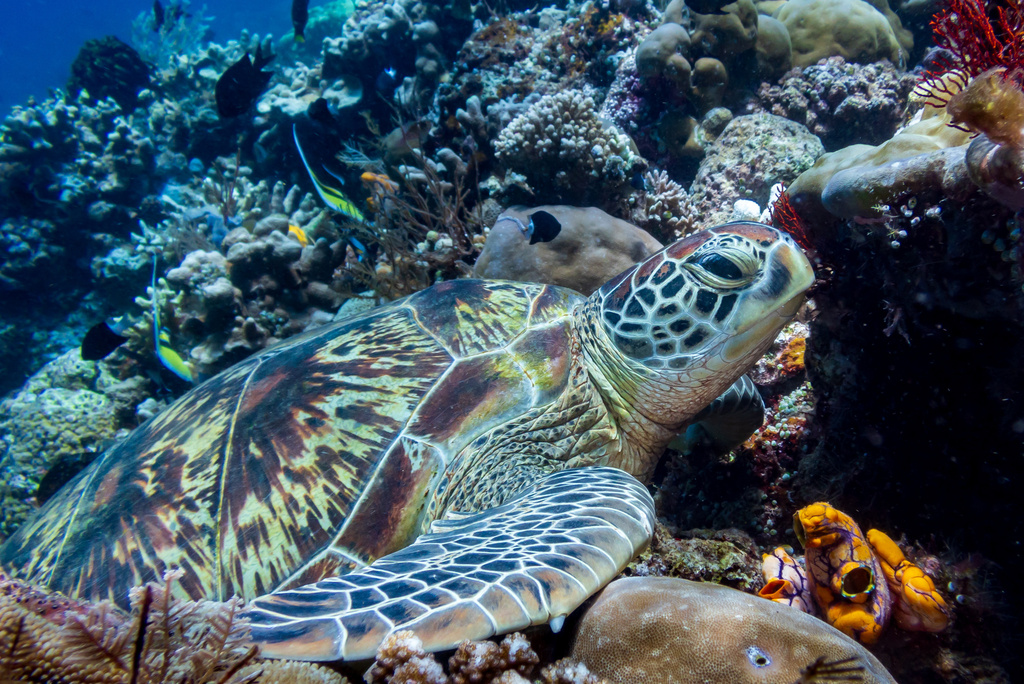 Green Sea Turtle In December 2023 By Ingo Moench INaturalist   Large 