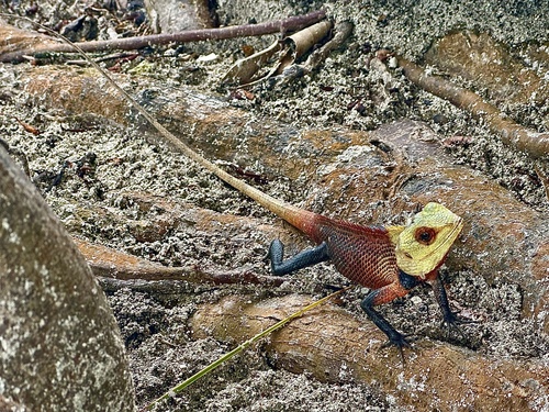 Indian Garden Lizard — seen at this dive site