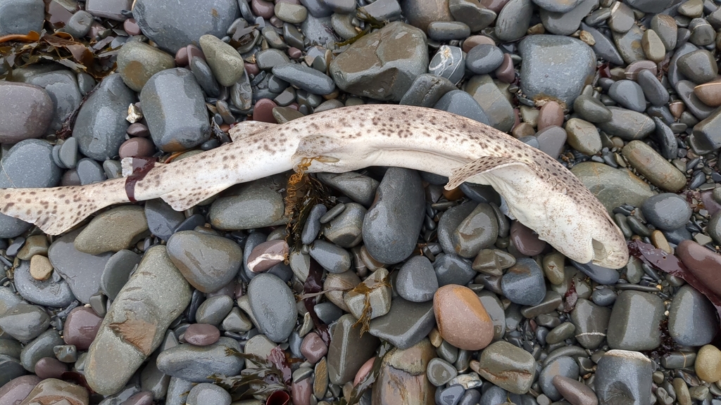 Smallspotted Catshark from Horns Cross, Bideford EX39 5EA, UK on