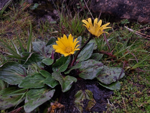 Haplocarpha rueppellii