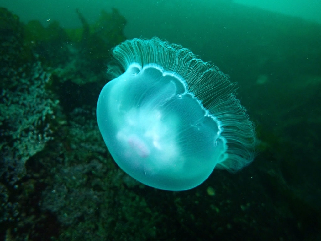 Moon Jellies from Sechelt, BC, Canada on November 10, 2023 by Angus ...