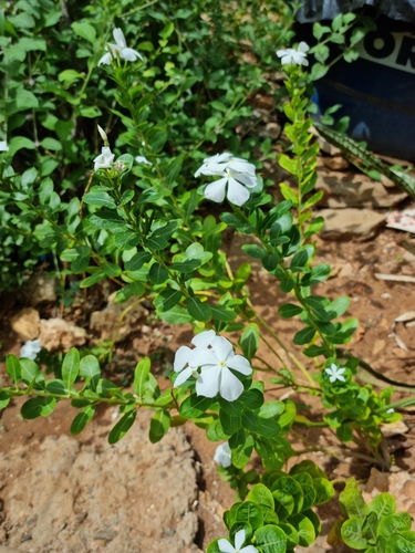 Madagascar Periwinkle