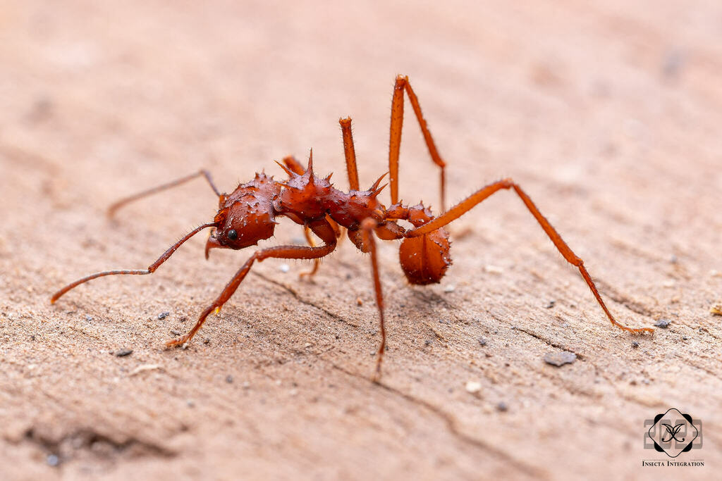 Acromyrmex octospinosus from Villas Tulum, 77764 Tulum, Q.R., 墨西哥 on ...