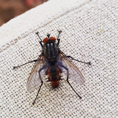 Ptilodexia spinosa