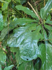 Anthurium clavigerum image