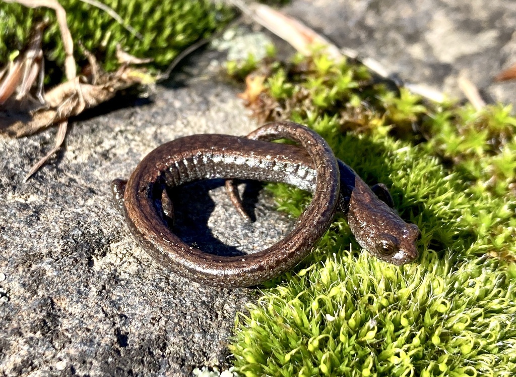 Hell Hollow Slender Salamander in January 2024 by svillebirder ...