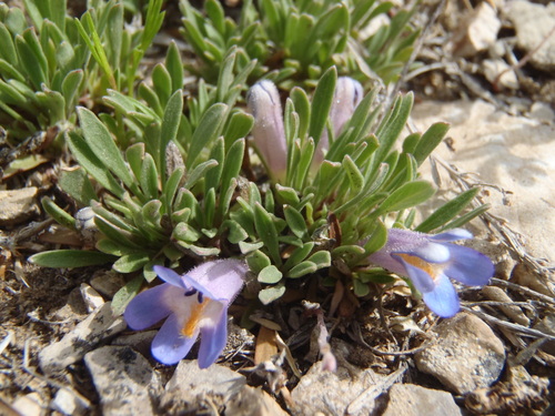 Yampa Beardtongue (Penstemon yampaensis)
