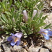 Yampa Beardtongue - Photo (c) Anthony Romano, all rights reserved, uploaded by Anthony Romano