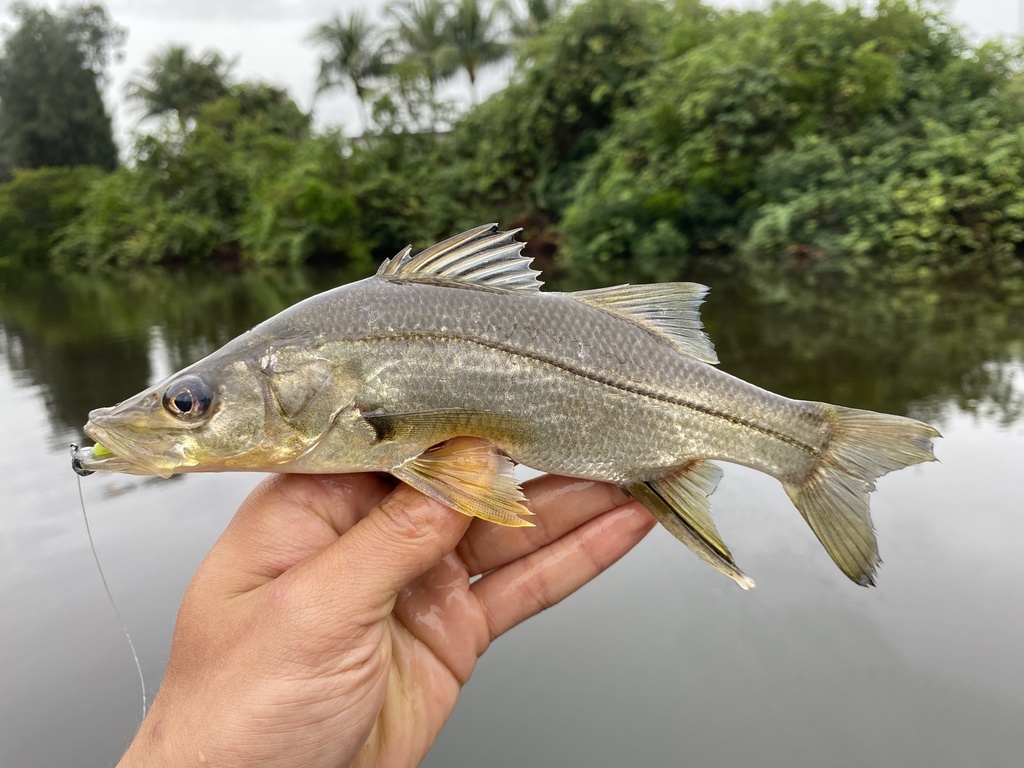 Swordspine Snook in December 2023 by species_spotlight · iNaturalist