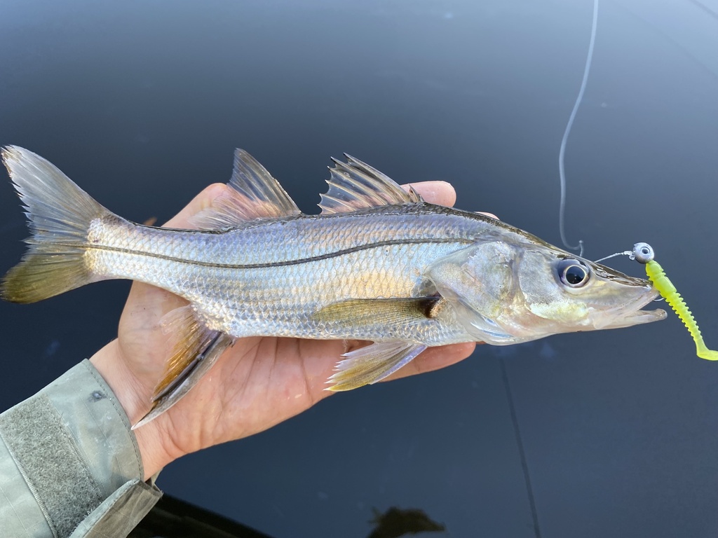 Robalo-galhudo (Centropomus ensiferus) fisgado por um pescador esportivo