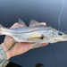 Swordspine Snook - Photo (c) species_spotlight, all rights reserved, uploaded by species_spotlight