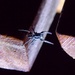 Tullgrenella quadripunctata - Photo (c) Ana Aguilar, all rights reserved, uploaded by Ana Aguilar