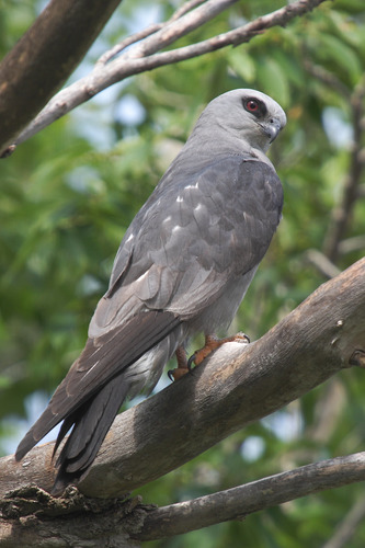 Mississippi kite
