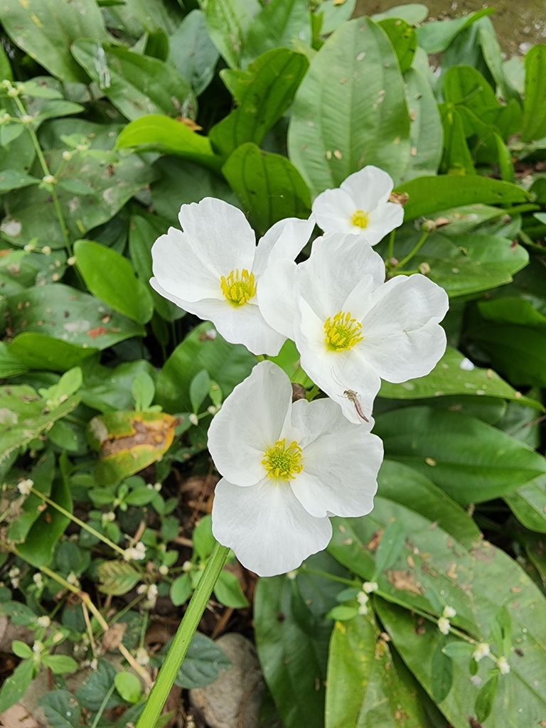 Water Plantain Family In January 2024 By Sunny INaturalist   Large 