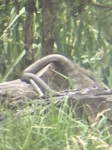 Tiger Snake sighting